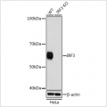 KO-Validated IRF3 Rabbit mAb (20 μl)