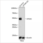 KO-Validated ATG4A Rabbit pAb (20 μl)