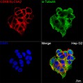 KD-Validated CD98/SLC3A2 Rabbit PolymAb® (20 μl)