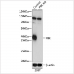 KO-Validated SPK Rabbit pAb (20 μl)