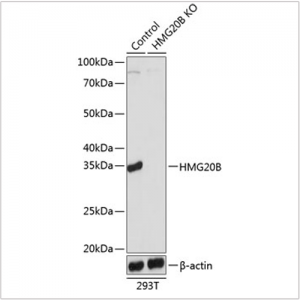 KO-Validated HMG20B Rabbit pAb (20 μl)