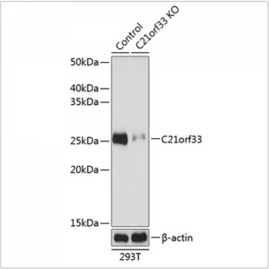 KO-Validated C21orf33 Rabbit pAb (20 μl)