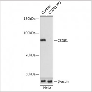 KO-Validated CSDE1 Rabbit pAb (20 μl)