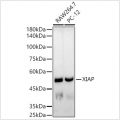 KO-Validated XIAP Rabbit mAb (20 μl)