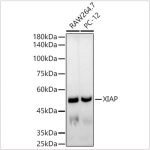 KO-Validated XIAP Rabbit mAb (20 μl)