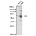 KO-Validated IRF9 Rabbit pAb (20 μl)