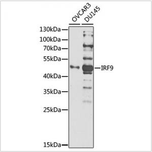 KO-Validated IRF9 Rabbit pAb (20 μl)
