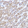 KO-Validated NDUFA4 Rabbit pAb (20 μl)