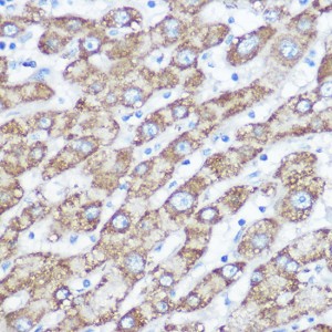 KO-Validated NDUFA4 Rabbit pAb (20 μl)