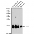 KD-Validated NDUFS5 Rabbit pAb (20 μl)