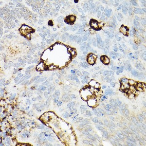 KD-Validated PROM1 Rabbit pAb (20 μl)
