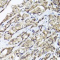 KO-Validated Smad1 Rabbit pAb (20 μl)