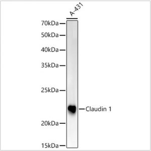 KO-Validated Claudin 1 Rabbit pAb (20 μl)