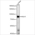 KO-Validated MLH1 Mouse mAb (20 μl)