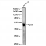 KD-Validated Ajuba Rabbit mAb (20 μl)