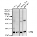 KO-Validated SIRT3 Rabbit mAb (20 μl)