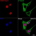 KO-Validated CDKN1A/p21 Rabbit PolymAb® (20 μl)