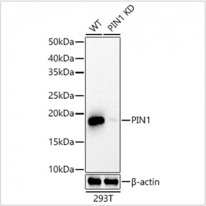KD-Validated Pin1 Rabbit mAb (20 μl)