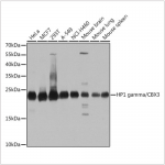 KO-Validated HP1 gamma/CBX3 Rabbit pAb (20 μl)
