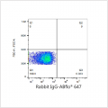 ABflo® 647 Rabbit anti-Human CD317/BST2 mAb (100 T)