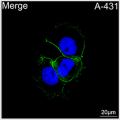 ABflo® 488 Rabbit anti-Human TROP-2 mAb (100 T)
