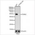 KO-Validated FOXN2 Rabbit mAb (20 μl)