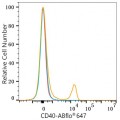 ABflo® 647 Rabbit anti-Human CD40 mAb (100 T)