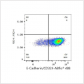 ABflo® 488 Rabbit anti-Human E-Cadherin/CD324 mAb (100 T)