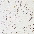 KO-Validated EDF1 Rabbit pAb (20 μl)