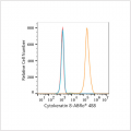ABflo® 488 Rabbit anti-Human Cytokeratin 8 mAb (100 T)
