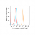 ABflo® 647 Rabbit anti-Human Cytokeratin 8 mAb (100 T)