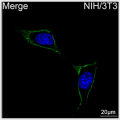 ABflo® 488 Rabbit anti-Mouse CD34 mAb (100 T)