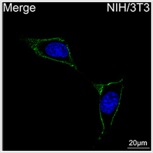 ABflo® 488 Rabbit anti-Mouse CD34 mAb (100 T)