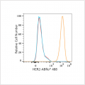 ABflo® 488 Rabbit anti-Human HER2/ErbB2 mAb (100 T)