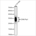 KD-Validated CD90/Thy1 Rabbit mAb (20 μl)