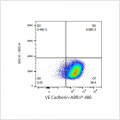 ABflo® 488 Rabbit anti-Human CD144/VE Cadherin mAb (100 T)