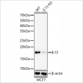 KD-Validated IL13 Rabbit mAb (20 μl)