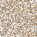 KD-Validated USF1 Rabbit mAb (20 μl)