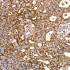 KD-Validated Bak Rabbit mAb (20 μl)