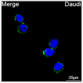 ABflo® 488 Rabbit anti-Human CD79b/Igβ mAb (100 T)