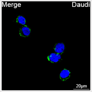 ABflo® 488 Rabbit anti-Human CD79b/Igβ mAb (100 T)