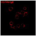 ABflo® 647 Rabbit anti-Human CD79b/Igβ mAb (100 T)