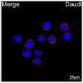 ABflo® 594 Rabbit anti-Human CD79b/Igβ mAb (100 T)