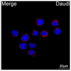 ABflo® 594 Rabbit anti-Human CD79b/Igβ mAb (100 T)