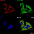 KO-Validated HADHA Rabbit mAb (20 μl)
