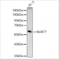 KD-Validated NUR77 Rabbit mAb (20 μl)