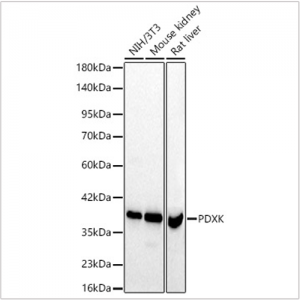 KD-Validated PDXK Rabbit pAb (20 μl)
