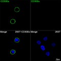 ABflo® 488 Rabbit anti-Human CD300c mAb (100 T)