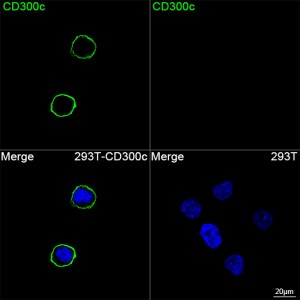 ABflo® 488 Rabbit anti-Human CD300c mAb (100 T)