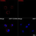ABflo® 594 Rabbit anti-Human CD300c mAb (100 T)